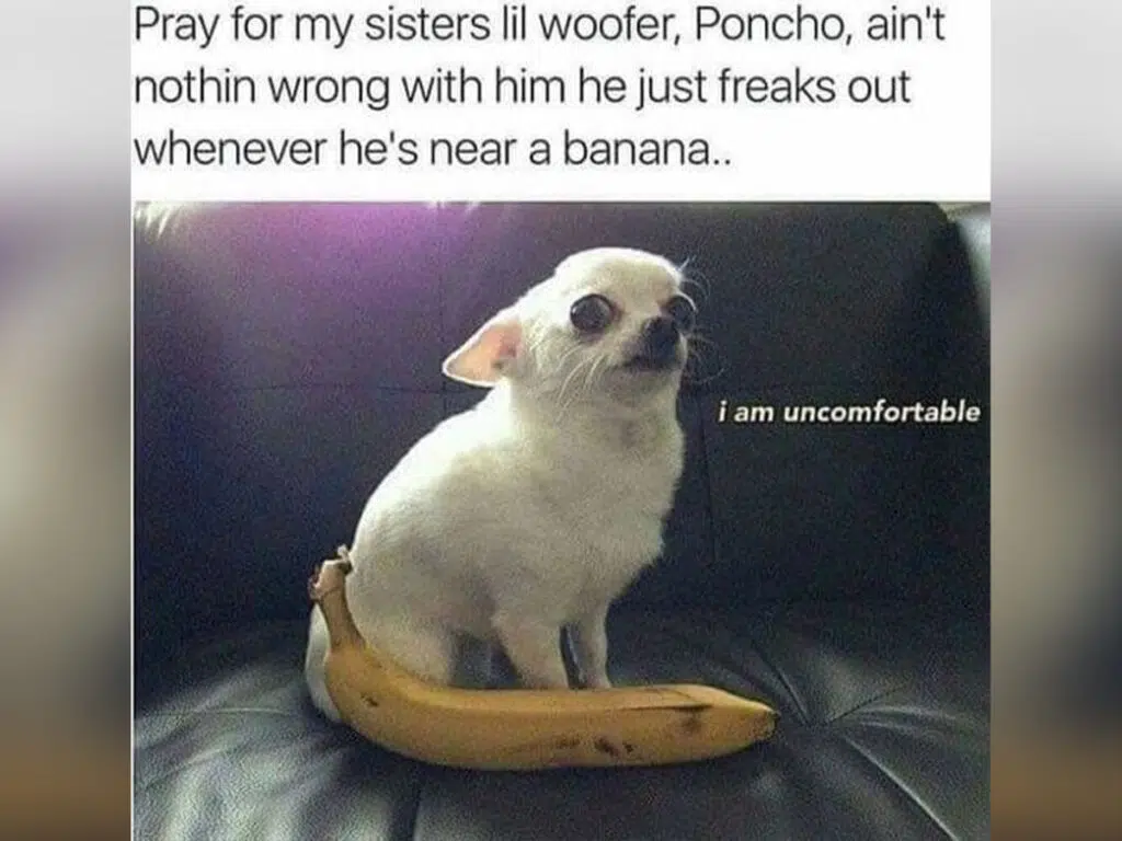 "Pray for my sister's lil' woofer, Poncho. Ain't nothing wrong with him he just freaks out whenever he's near a banana" 