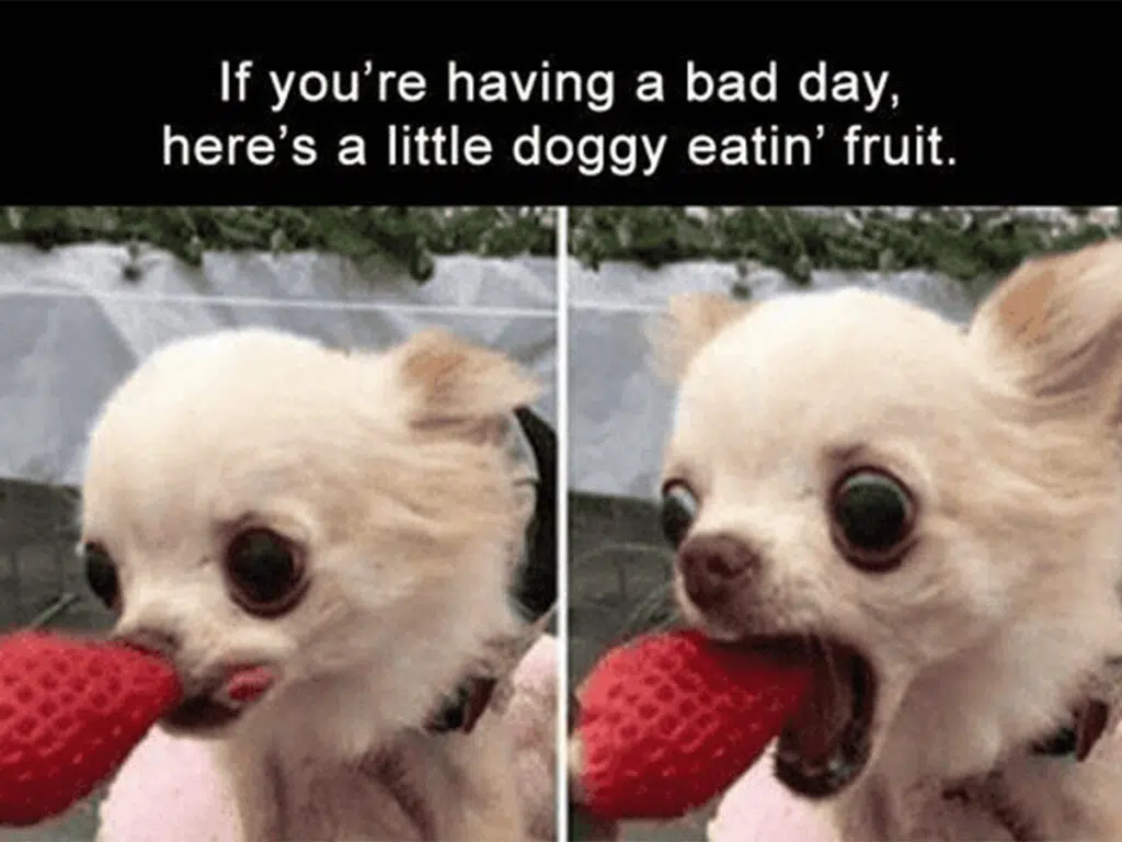 "If you're having a bad day, here's a little doggy eatin' fruit"