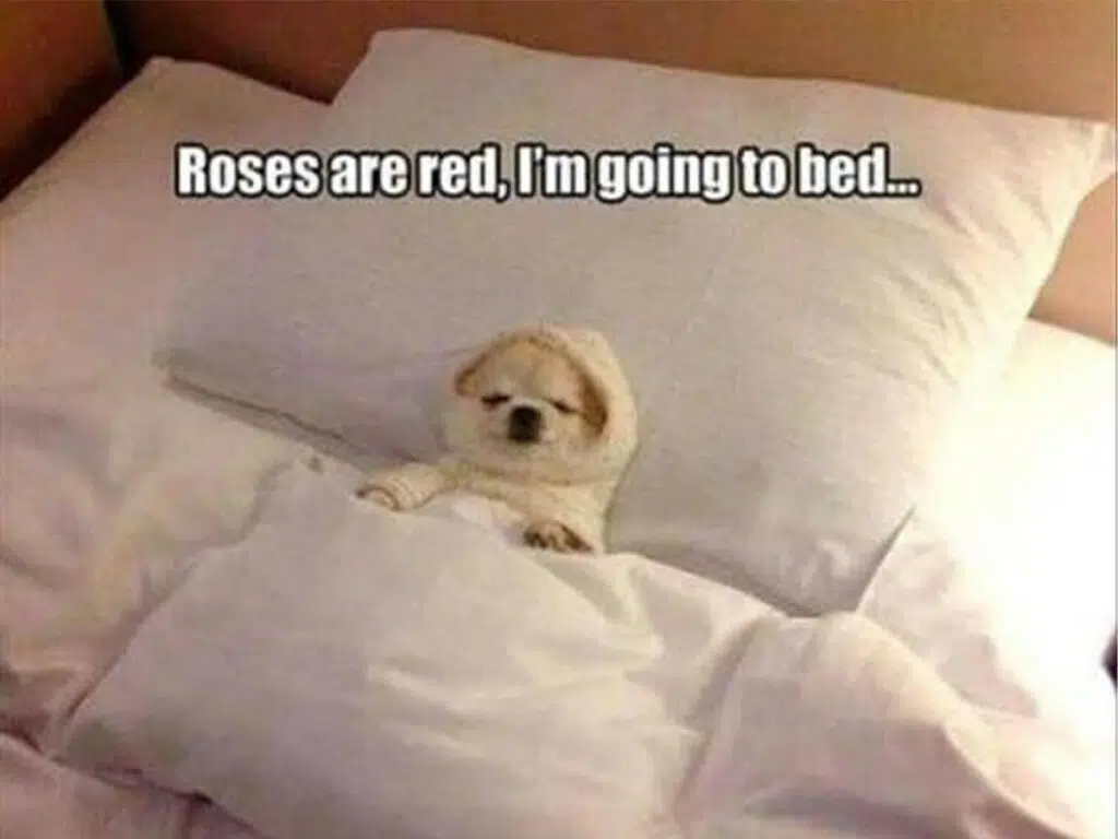 "Roses are red, I'm going to bed."