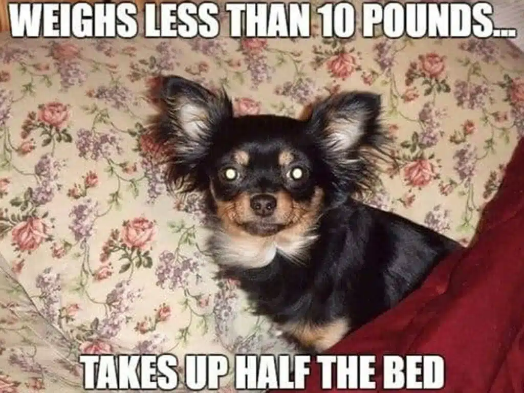 "Weighs less than 10 pounds, takes up half bed"