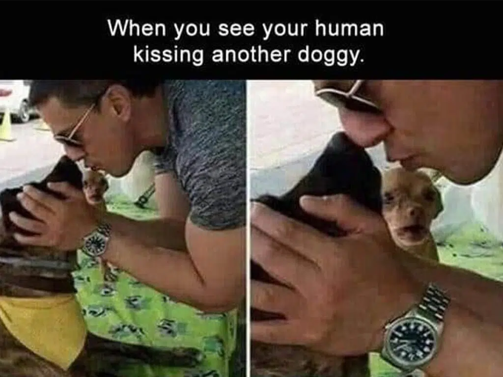 "When you see your human kissing another doggy"
