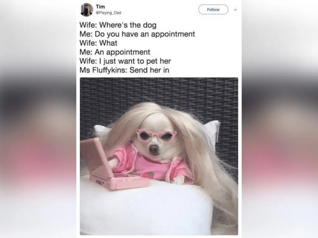 Chihuahua memes with a devil wears Prada cosplay