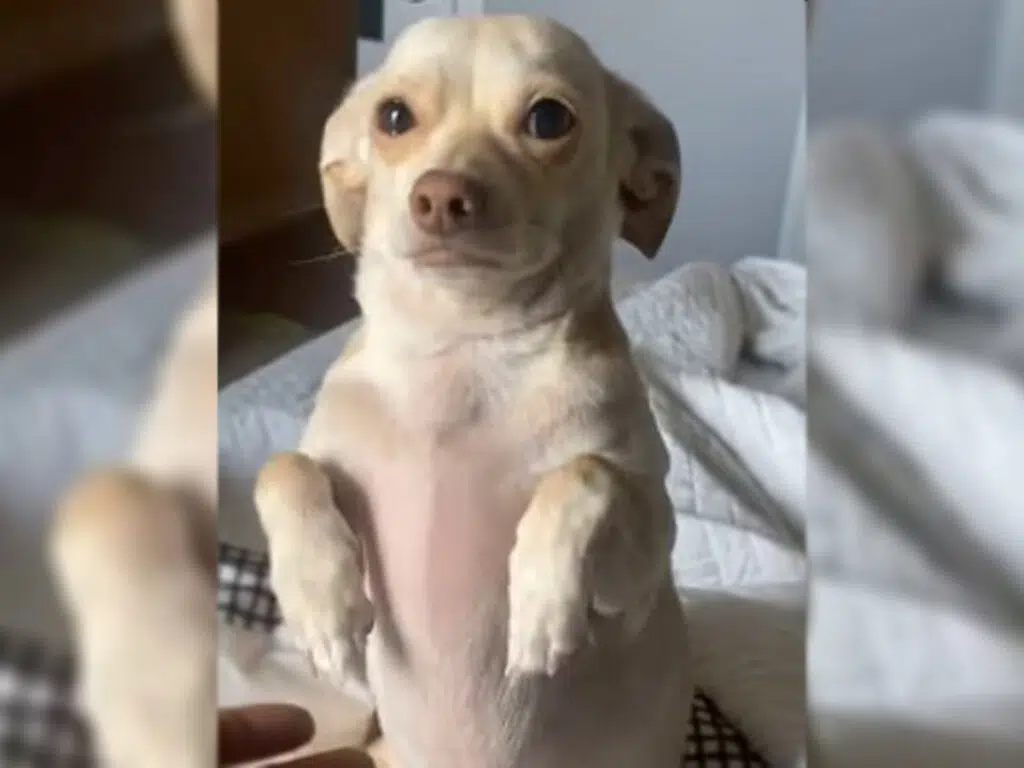 Chihuahua begging and crying behavior illustrated by a sad beige Chihuahua