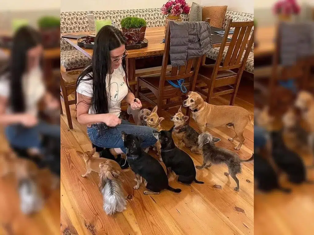 The family's entire clan of toy breeds - Credits: Demi Moore Instagram