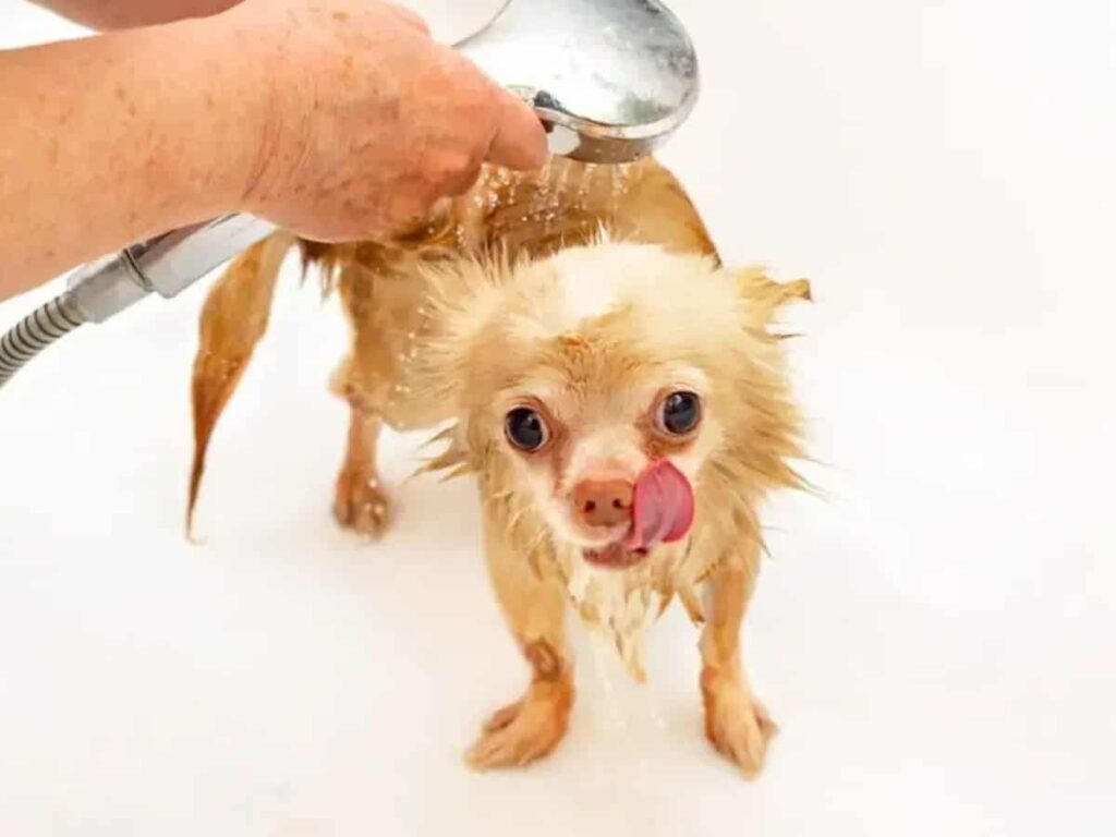 How often should you bathe your Chihuahua illustrated by a wet Chi under a water hose