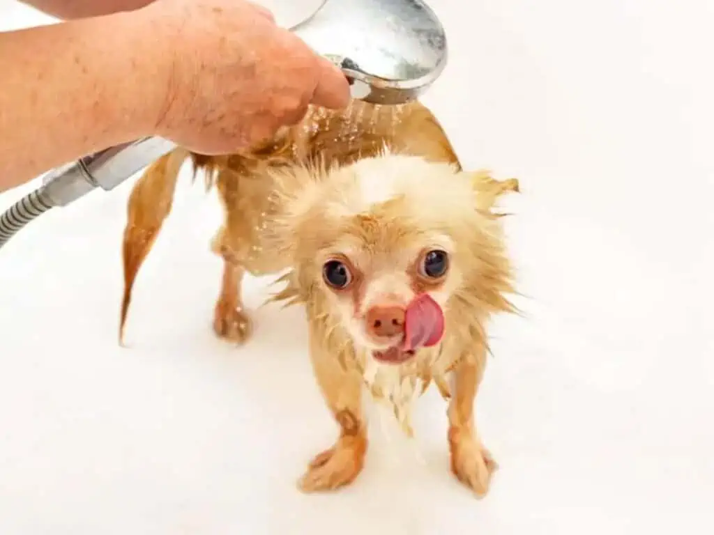 How often should you bathe your Chihuahua illustrated by a wet Chi under a water hose