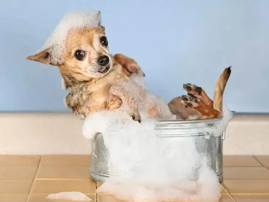 When can you bathe after flea treatment, illustrated by a Chihuahua on a foam bucket