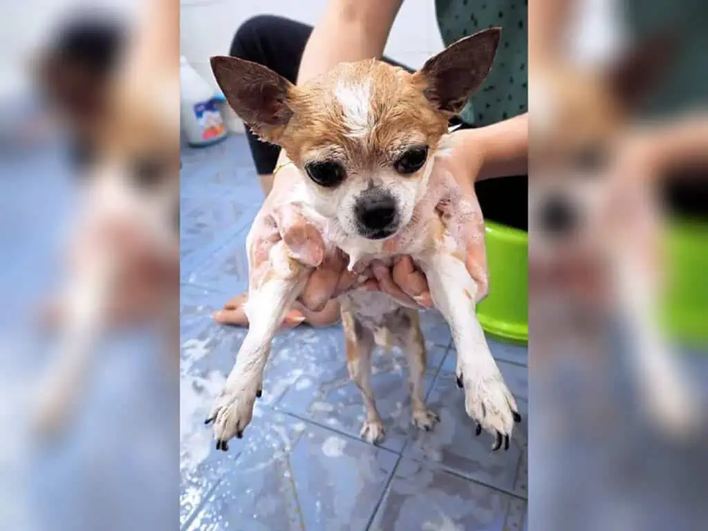 Wet and soapy Chihuahua being held by their owner