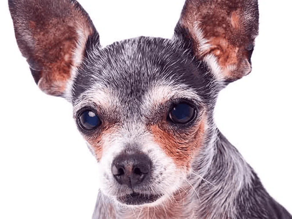 Leaving your Chihuahua home alone, illustrated by a senior pup