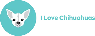 The Chihuahua Corner