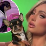 Paris Hilton’s Chihuahua Snatched by Coyotes