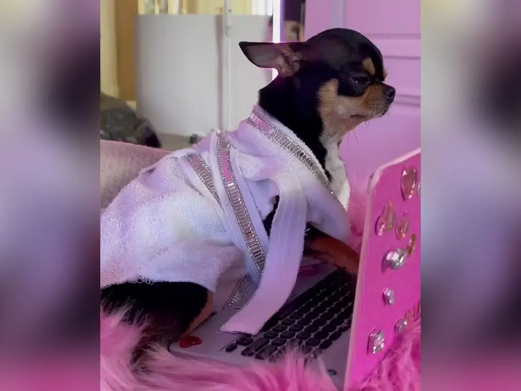 Paris Hilton's Chihuahua next to a pink computer