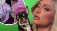 Paris Hilton's Chihuahua - Chihuacorner.com
