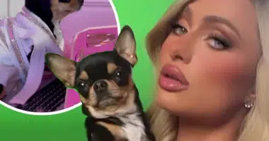 Paris Hilton's Chihuahua - Chihuacorner.com