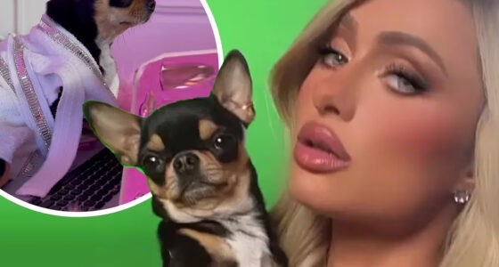 Paris Hilton's Chihuahua - Chihuacorner.com