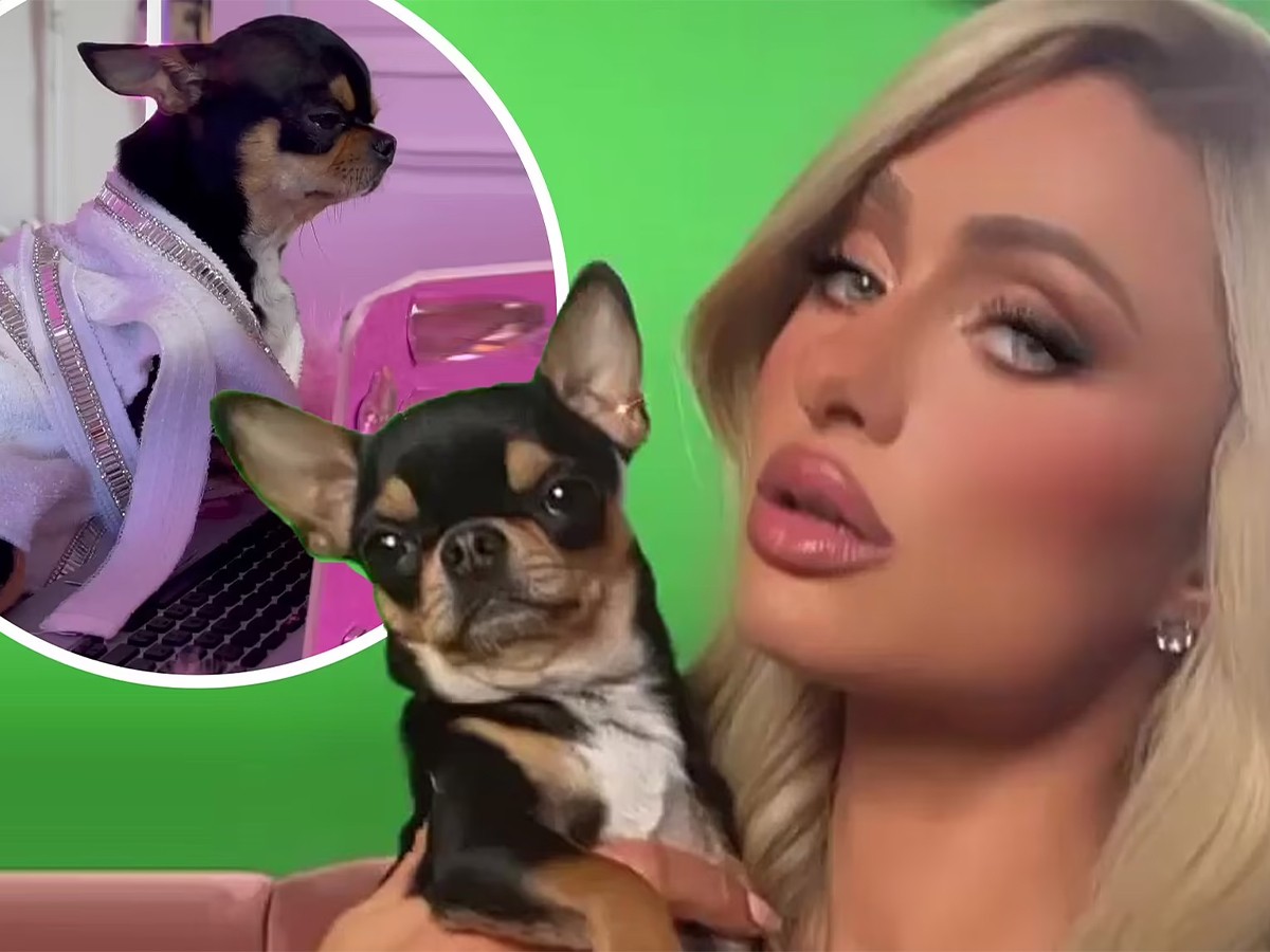 Paris Hilton's Chihuahua Snatched by Coyotes | Chihuacorner