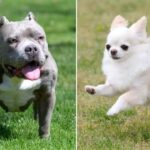 People Are Obsessed With This American Bully Chihuahua Crossbreed: ‘Not Planned’