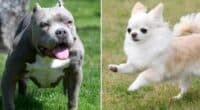 People Are Obsessed With This American Bully Chihuahua Crossbreed: 'Not Planned' 2 pitbull and chihuahua
