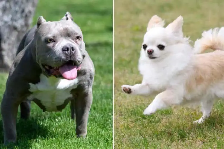 pitbull and chihuahua