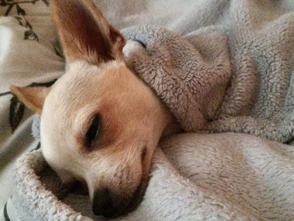 Should Chihuahuas Sleep with Their Owners, illustrated by a Chi under the blanket