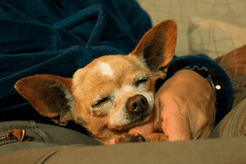 Can Chihuahuas sleep with their owners, illustrated by a Chi on a man's lap