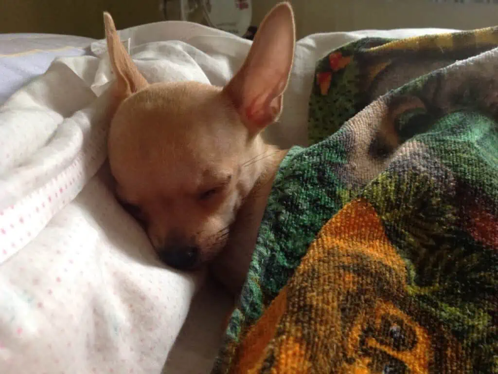 Chihuahuas sleeping with their owners - good or bad?