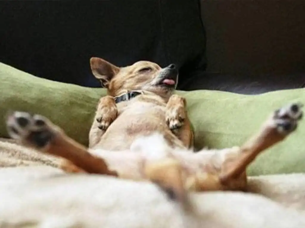 Chihuahuas sleeping with their owners - the definitive guide