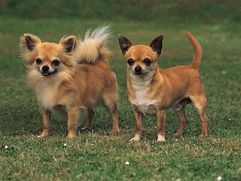 Original Chihuahua breed information, illustrated by two pups