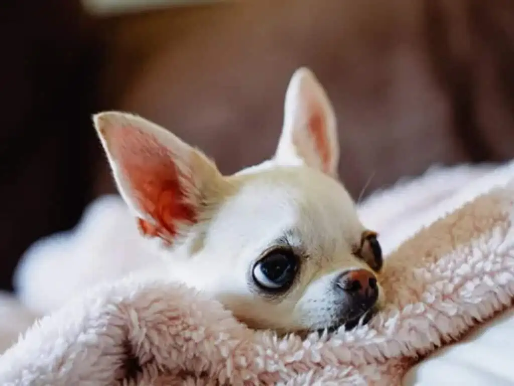 Anxious Chihuahua resting head on pillow