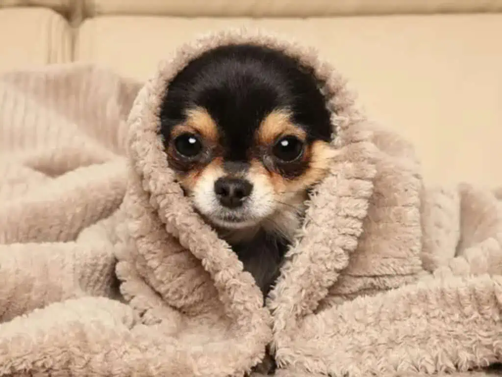Chihuahua under a blanket