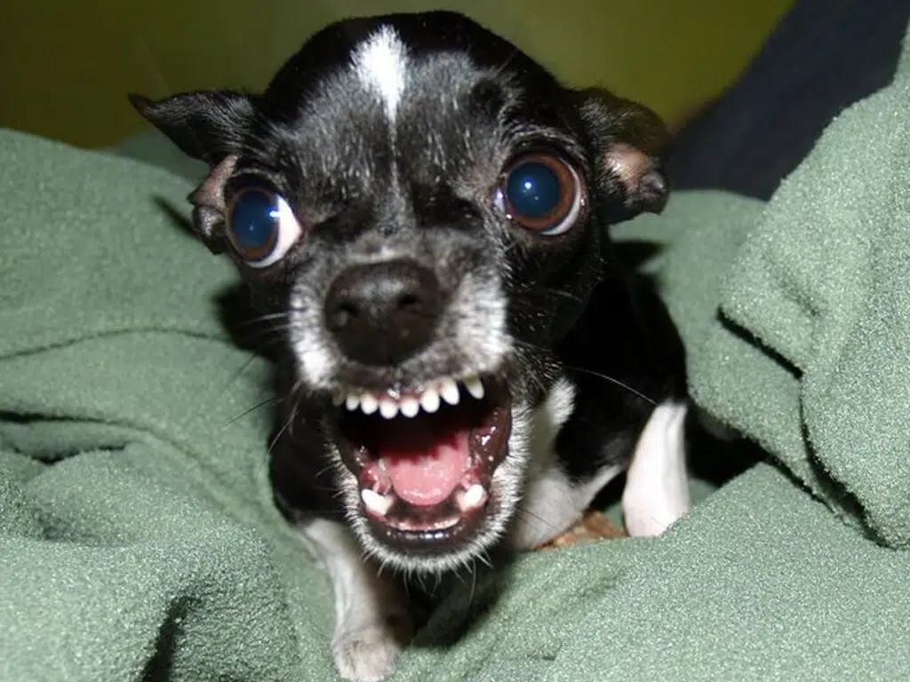 Chihuahua behavior problems illustrated by a growling pup