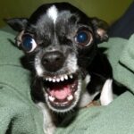 10 Common Chihuahua Behavior Problems