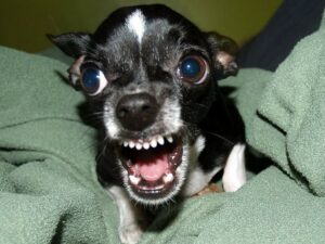 Read more about the article 10 Common Chihuahua Behavior Problems