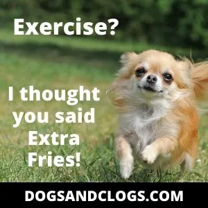 chihuahua needs exercise