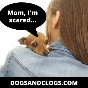 Chihuahua Scared.jpg