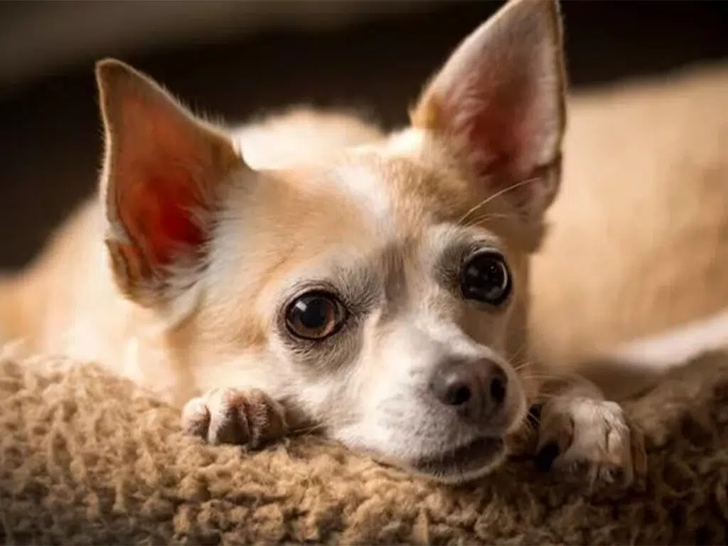 How long do Chihuahuas live? Illustrated by a beige pup lying down