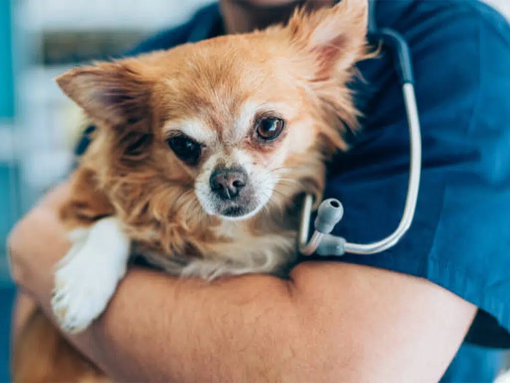 Chihuahuas life expectancy illustrated by a vet holding a Chi