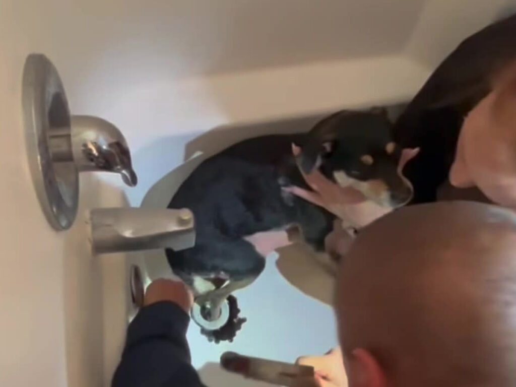 Bart the Chihuahua rescued by firefighters after getting his paw stuck in a drain