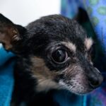 Chihuahua Rescued After Getting Paw Stuck in Drain