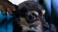 Chihuahua Rescued After Getting Paw Stuck in Drain 2 Chihuahua Rescued After Getting Paw Stuck in Drain - Chihuacorner.com