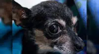 Chihuahua Rescued After Getting Paw Stuck in Drain - Chihuacorner.com