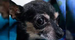 Chihuahua Rescued After Getting Paw Stuck in Drain - Chihuacorner.com