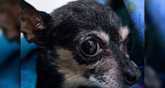 Chihuahua Rescued After Getting Paw Stuck in Drain - Chihuacorner.com