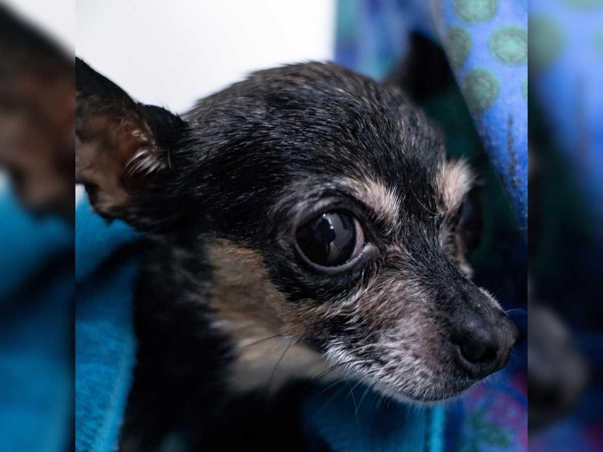 Read more about the article Chihuahua Rescued After Getting Paw Stuck in Drain