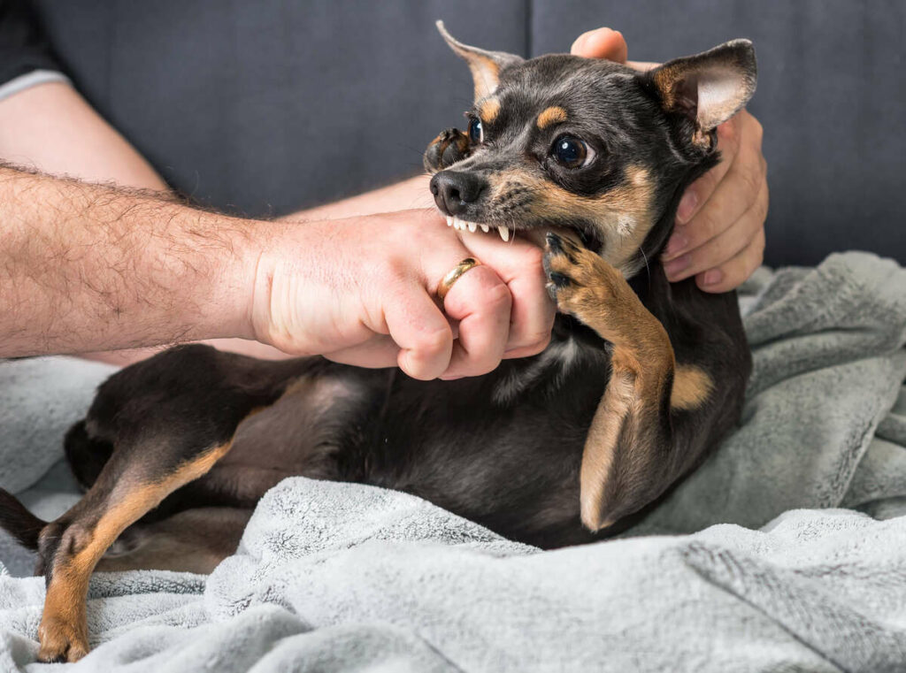 Chihuahua's bite illustrated by a dark brown pup biting owner