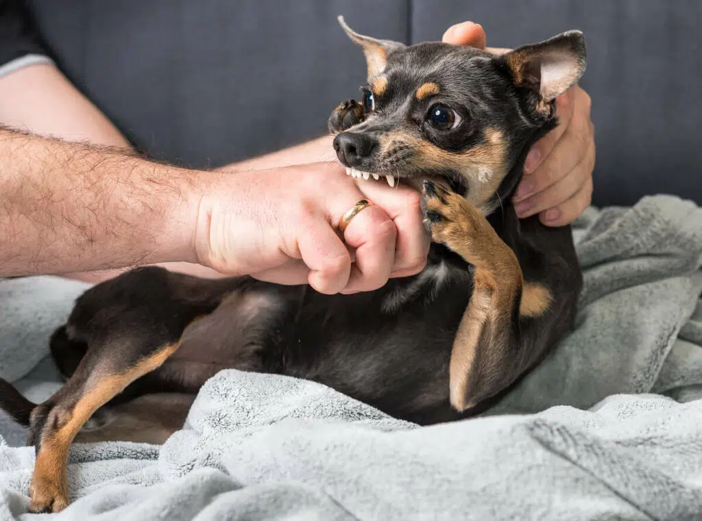 Chihuahua's bite illustrated by a dark brown pup biting owner