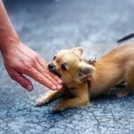 The Hidden Power of a Chihuahua’s Bite Force