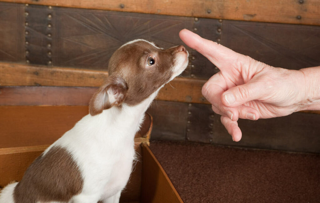 A Chihuahua's bite force illustrated by a man correcting an aggressive Chihuahua