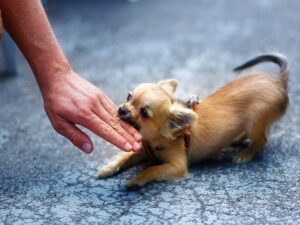 Read more about the article The Hidden Power of a Chihuahua’s Bite Force