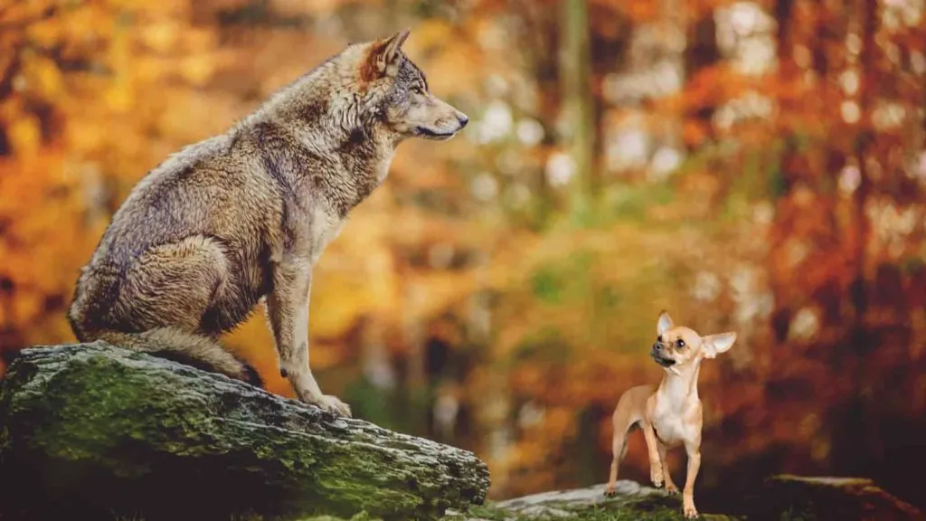 Chihuahua share small size gene with wolves - illustrated by the two on a field